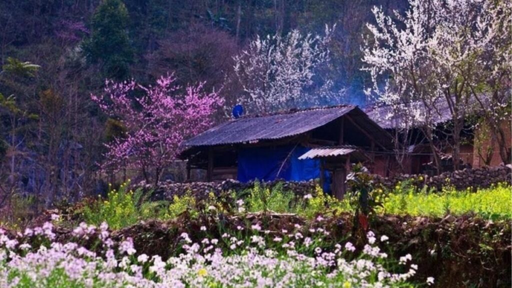 Hoa đào và hoa mận ở Hà Giang mùa xuân