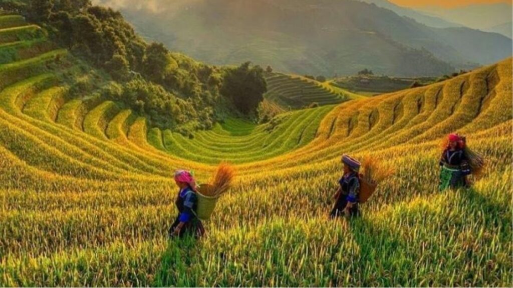 Hoàng Su Phì mùa lúa chín tháng 9 và tháng 10