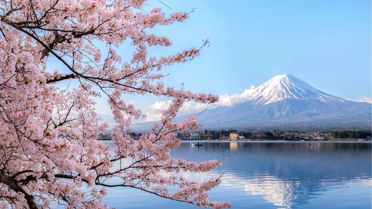 Tokyo Nhật Bản mùa hoa anh đào